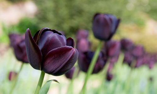 Hà Lan có hoa gì? Người dân thích những hoa tulip màu nào nhất?