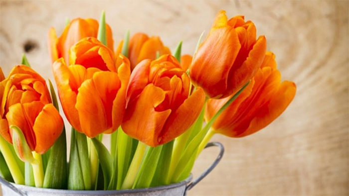 Hoa-tulip-cam