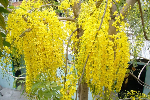 Hoa Bọ cạp vàng hay còn gọi là hoa muồng hoàng yến, được coi là biểu tượng của Thái Lan