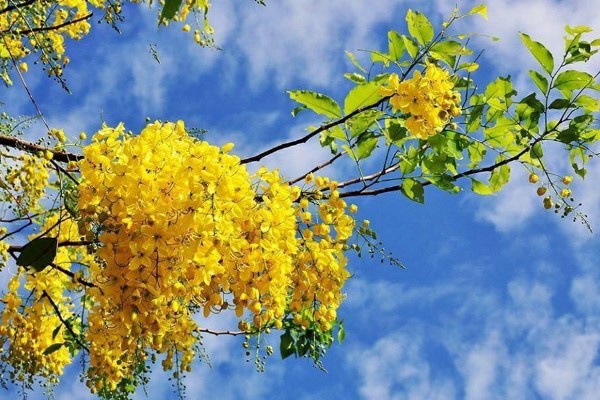 Quốc hoa của Thái Lan là loài hoa nào?